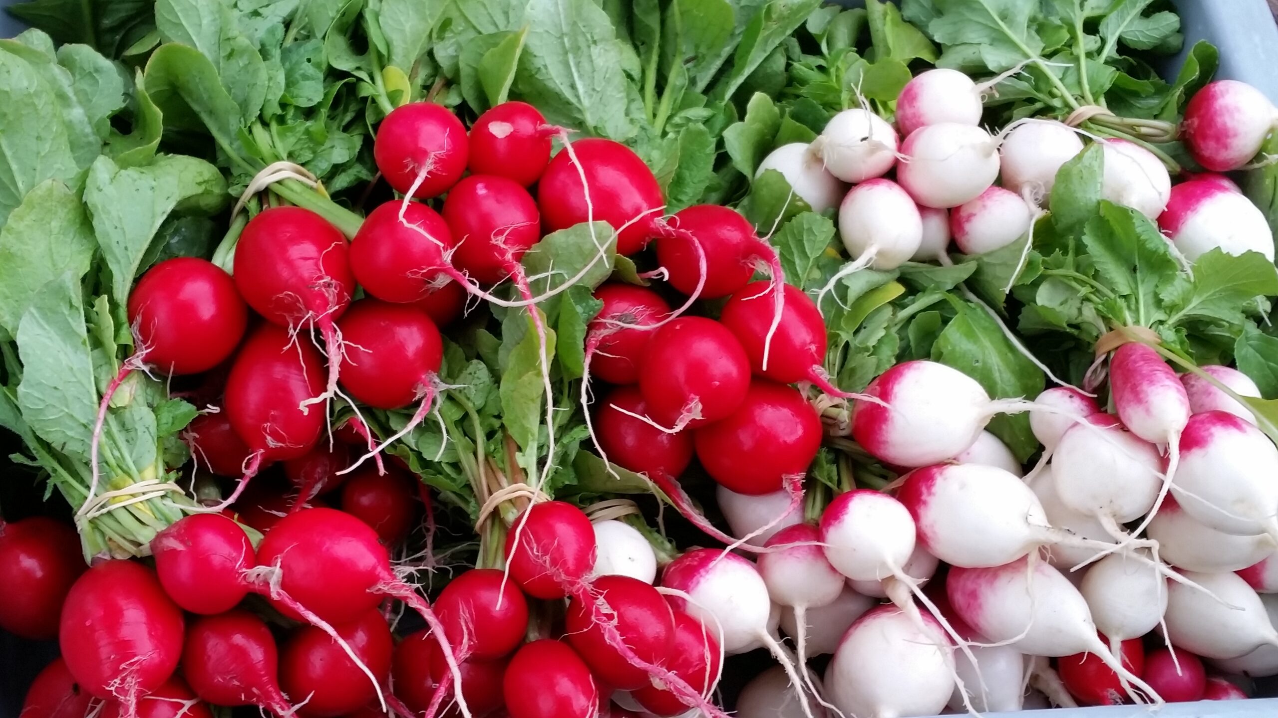 radishes