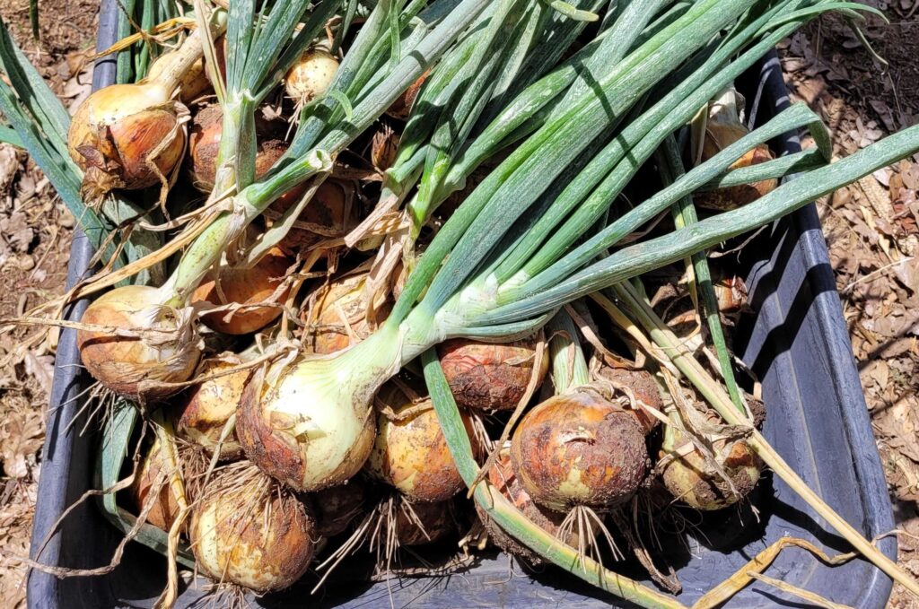 Harvested storage onions with green tops in a garden cart