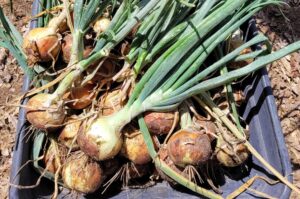harvested onions with green tops in a cart