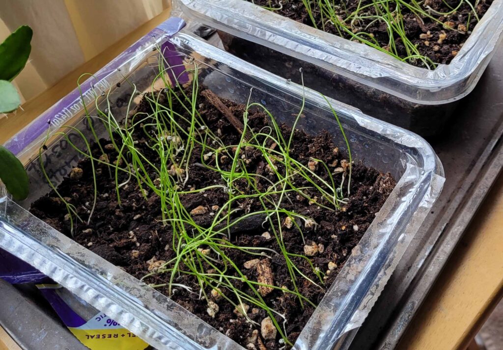 Onion seedlings in plastic container of potting soil