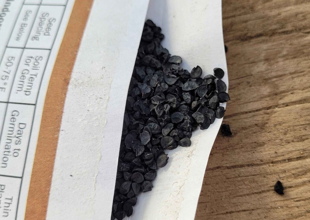 Onion seeds spilling out of a seed packet