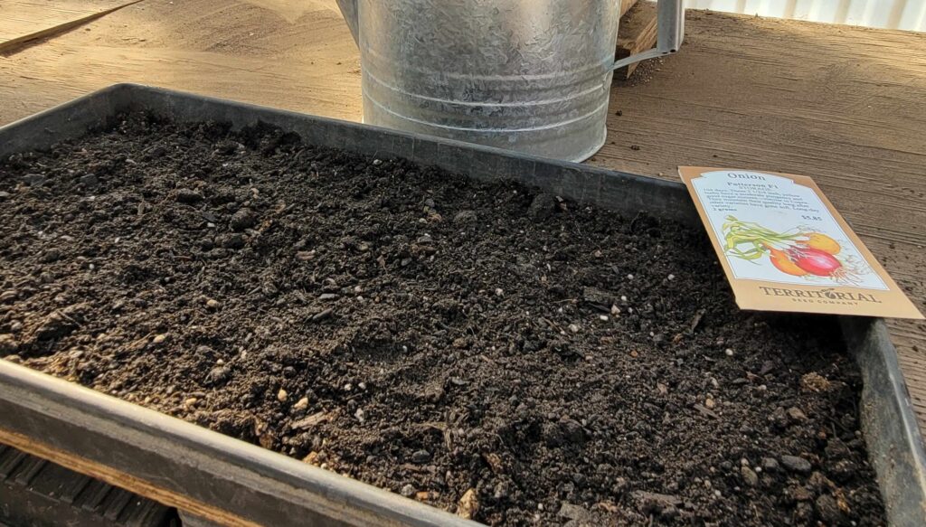 Seed starting tray filled with soil with onion seed packet on the side