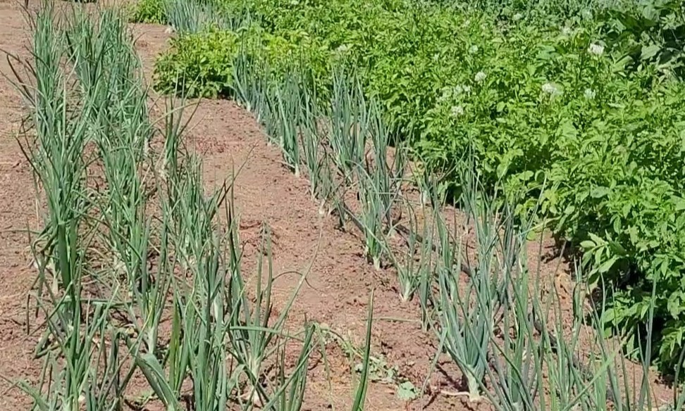 Rows of onions growing in two garden beds