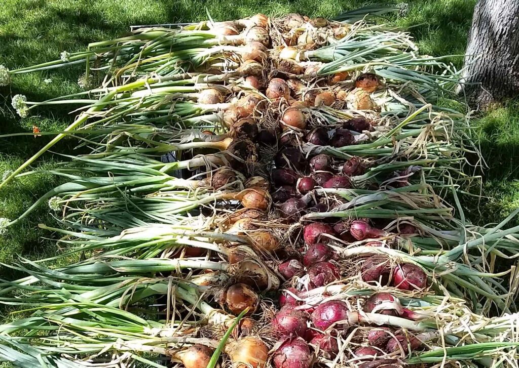 Harvested yellow and red onions laying flat on a table in grass