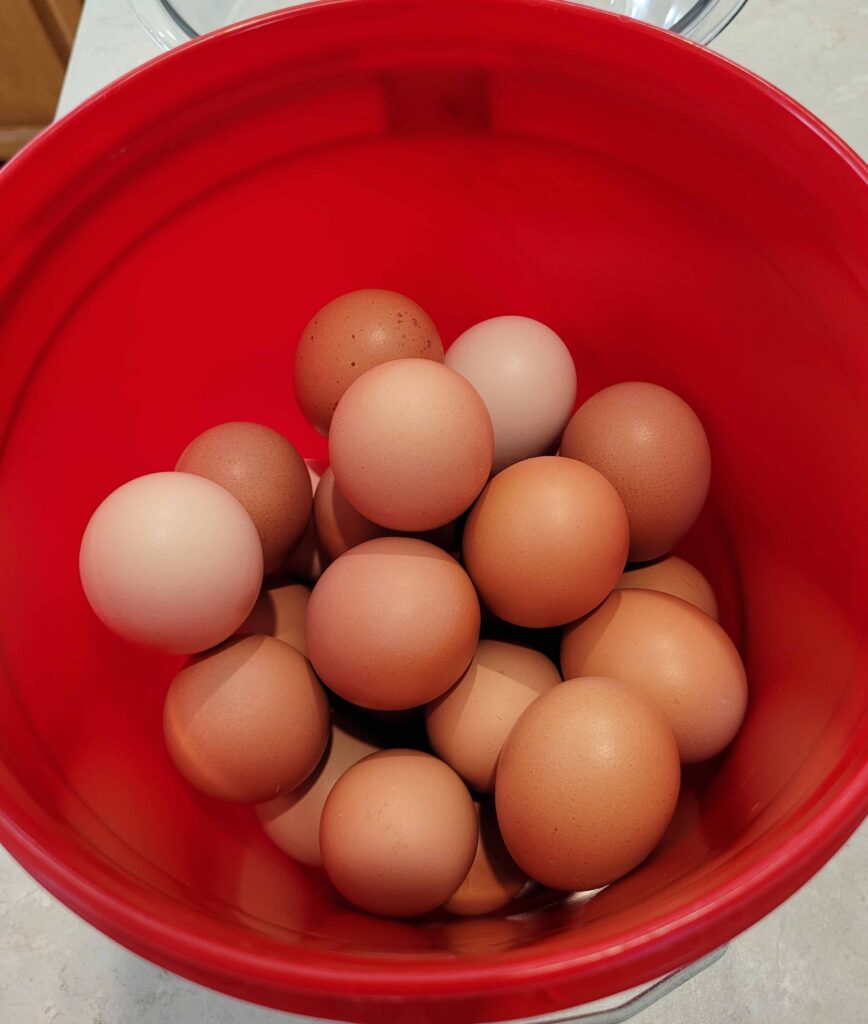 red bucket with eggs inside